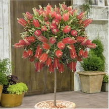 Tüplü Fırça Çalısı Fidanı 30-60 Cm