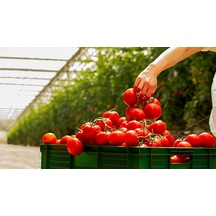 Mis Salkım Domates 1 Kg