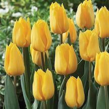 Yellow Flight Lale Soğanı 5 Adet