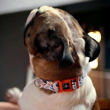 Köpek Boyun Tasması Geri Dönüştürülmüş, Ayarlanabilir, Emniyet Tokalı Küçük Ve Büyük Irklar İçin Tüy Toplamaz, Yıkanabilir, Airtag & İsimlik Uyumlu, Bone Large Çok Renkli