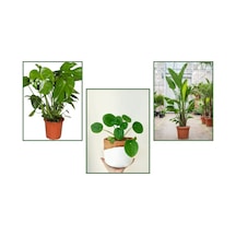 Monstera(Deve Tabanı) & Pilea & Starliçe