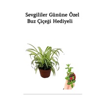 Sarı Yeşil Yapraklı Kurdele Çiçeği Sevgililer Gününe Özel Buz Çiçeği Hediyeli