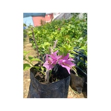 Pembe Mor Bodur Begonvil Fidanı 10-20 Cm