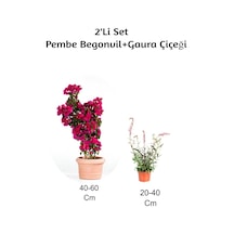 Gelin Begonvil+ Gaura Çiçeği2'li Set Dış Mekan Bitkisi Begonvillia