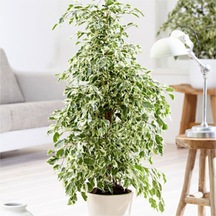 Serada Decor Plant Benjamin Starlight Bitkisi Alaca Yapraklı 70-80cm