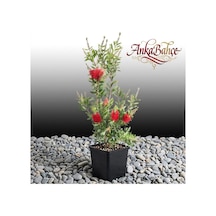 Fırça Çalısı Callistemon Leavis 20-40 Cm Boy Fidanı