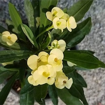 Videolu Muhteşem Sarı Renkli 1 Adet Milli Dikenler Tacı Çiçeği 15-25cm Saksılı Euphorbia
