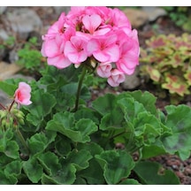 Sardunya Çiçeği Fuşya - Pelargonium Potted Colorama Saksılı
