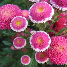 Pompon Hi-No-Maru Aster Çiçeği Tohumu 50 Tohum