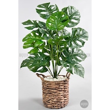 Yapay Monstera Deve Tabani 65 Cm Demi R Destekli Kulplu Hasir Saksıda Krem