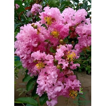 Oya Ağacı Pembe Renk 1 Adet Saksılı/tüplü 30-60cm Dış Mekan Bitkisi