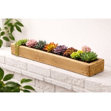 Doğal Ahşap Sukulent Bahçe Kutusu 50 Cm X 9 Cm X 9 Cm