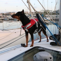 Comfy Köpek Can Yeleği 20 - 40 KG L Kırmızı Kırmızı - Siyah