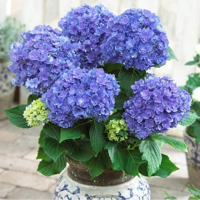 Ortanca Hydrangea Macrophylla Mavi 10- 20 Cm