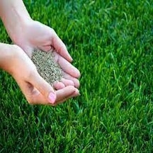 1KG Çim Tohumu İthal 3Lü Karışım Özel Çim Tohumu T