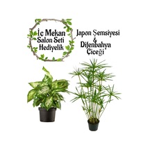 Japon Şemsiyesi 40-60 Cm 1 Adet Saksılı+didenbahya Çiçeği 20-40cm 1 Adet Saksılı