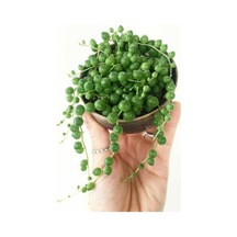 Serada Decor Plant Tesbih Çiçeği İnci Tanesi Senecio Rowleyanus