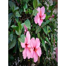 Çok Avantajlı Japon Gülü Hibiscus Pembe Renk Çiçekli Kalın Yapraklı Ithal Iç Mekan Bitkisi