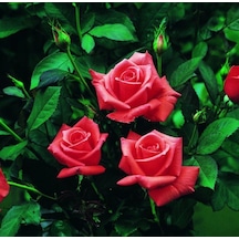Tüplü Kordes Lady Rose Kokulu Gül Fidanı