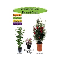 Kırmızı Fırça Çalısı+kokulu Hanıme Çiçeği+telgraf Çiçeği Peyzaj Seti