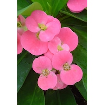 Eubhorbia Şeker Pembe Taç Çiçeği En Dayanıklı Çiçek 15cm Mini Boy /şuan Çiçeksizdir