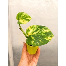 Videolu Sarı Alacalı Pothos Salon Sarmaşığı 1 Adet Mini Saksıda 5-15cm Iç Mekan Bitkisi