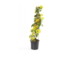 Nura Botanik Bougaınvıllea - Begonvil Sarmaşığı Sarı Bougainvillea