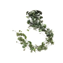 Ceropegia Woodii Kalp Kalbe Karşı Çiçeği Ø12 Cm Y20-25 Cm