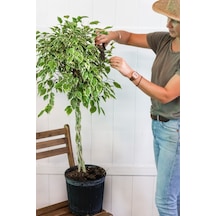 Ficus Benjamin Alacalı - Tijli Form 40- 60 cm