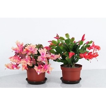 Thebestonline Schlumbergera - Yılbaşı Çiçeği 2 Adet