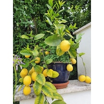 Videolu Bol Sulu Yediveren Limon 80 100 Cm 1 Adet Saksılı/ Tüplü Citrus Limon
