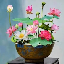 20 Adet Tohum Karışık Kase Lotus Çiçeği Tohumu Nilüfer Su Çiçeği