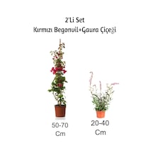 Kırmızı Begonvil+ Gaura Çiçeği 2'li Set Dış Mekan Bitkisi