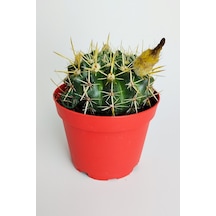 Notocactus Submammulosus Büyük Boy Kaktüs Sarı Çiçek Açan Canlı