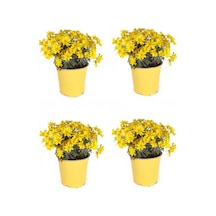 Sarı Çalı Papatya 4 Adet Saksılı/ Tüplü 20-40 Cm Dış Mekan Bitkisi Coreopsis