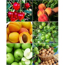6 Çeşit Meyve Fidanı Vişne , Şeftali , Erik , Y.Elma  Ceviz