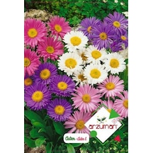 Arzuman Aster Çiçek Tohumu 50 Adet