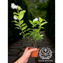 Kokulu Arap Yasemini Sarmaşığı Fidanı Çiçekli Bitki Rhyncospermum Jasminoides Saksılı 30-40 Cm