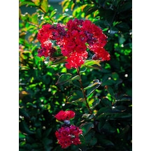 Videolu Kırmızı 40-60 Cm Oya Ağacı Fidanı Dış Mekan Ağaçları Red Lagerstroemia