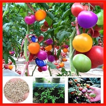 Gökkuşağı Cherry Domates Tohumu Regarenk Domates Tohumu Yetiştirme Kiti