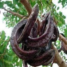 5 Adet Keçi Boyunuzu Ağaç Tohumu Keçi Boynuzu Ağacı Tohumu