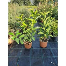 Kartopu Viburnum Lucidum 2 Adet 80-100 Cm Saksılı Dış Mekan Bahçe Peyzaj Çit Bitkisi