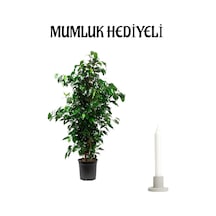 Yeşil Benjamin Bitkisi Sevgililer Gününe Özel Mumluk   Ofis Bitkisi