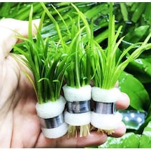 Sagittaria Subulata 1 Bağ 2-4 Kök Akvaryum Zemin Bitkisi Canlı Akvaryum Bitkisi