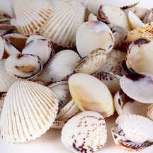 Tahtakale Toptancı Tiger Clam Kiloluk Deniz Kabuğu 1 Kg