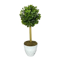 Yapay Ağaç Şimşir Top Tek Toplu 12x31cm Beyaz Saksıda
