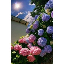 Lila Ortanca 30-50cm 12 Ay Dikim Yapılır. Tüplü Canlı Bitki