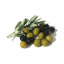 Gemlik Zeytin Fidanı Tüplü