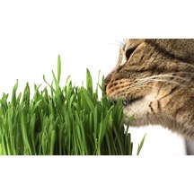 Kedi Çimi Tohumu 30 GRam İthal Kedi Çimi Tohumu + Saksı + Toprak