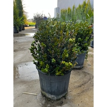 Şimşir - Buxus Sempervirens